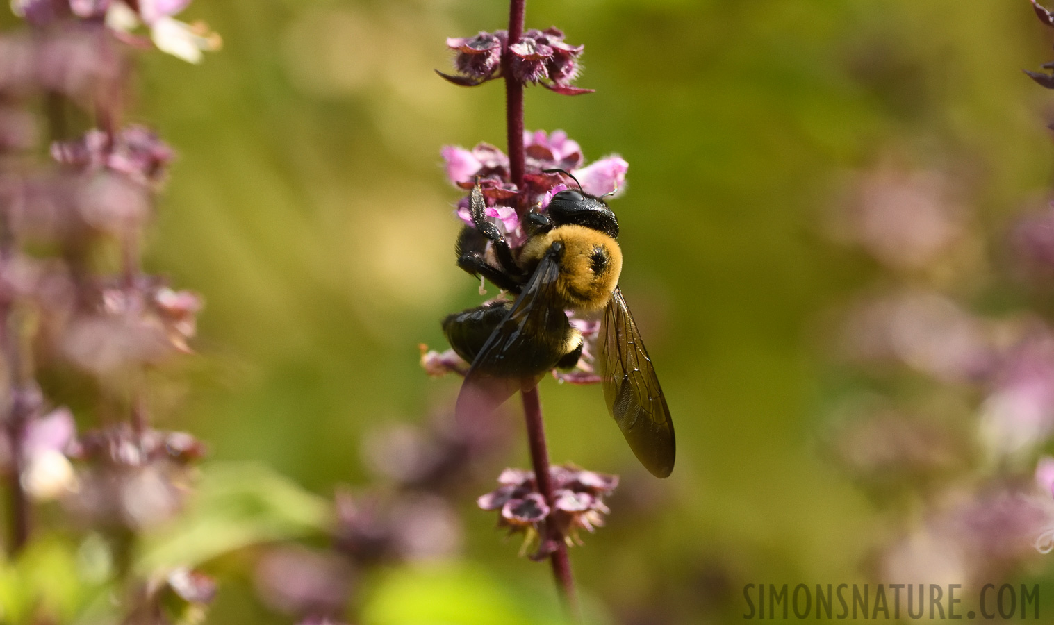 Xylocopa virginica [400 mm, 1/1600 sec at f / 7.1, ISO 1600]